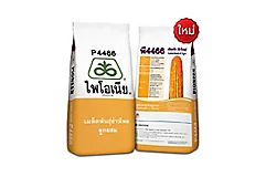 ไพโอเนีย P4466