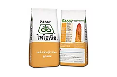 ไพโอเนีย P4567
